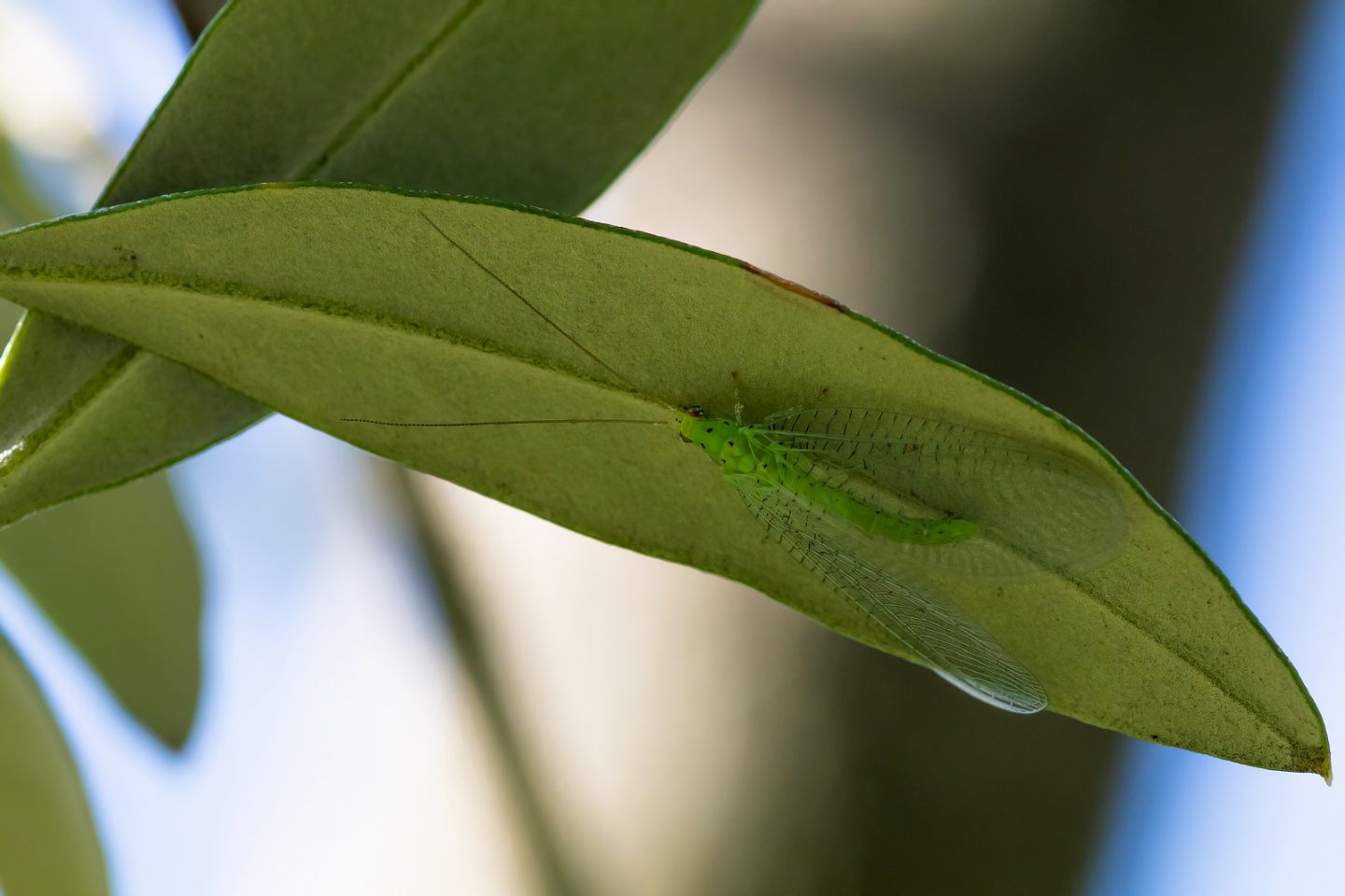 Chrysopidae sp.